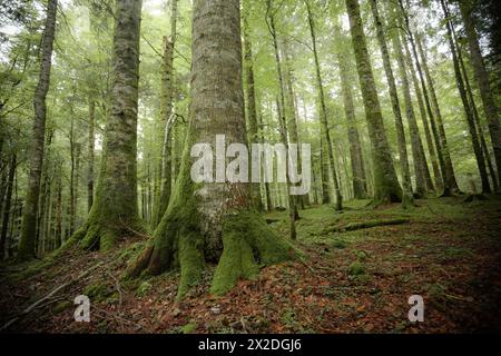 All'interno di una tipica foresta di betulle delle Alpi italiane Foto Stock