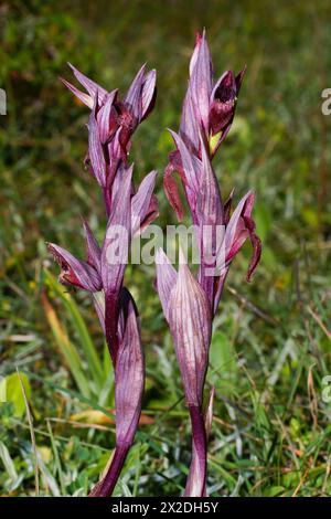 Orchidea della lingua di Levante in fiore (Serapias orientalis ssp. levantina) in habitat naturale a Cipro Foto Stock