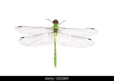 libellula verde isolata sullo sfondo bianco Foto Stock
