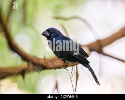 Un Ultramarine Grosbeak seduto su una filiale in uno zoo Foto Stock