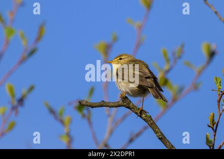 Un Willow Warbler seduto su un ramoscello, al mattino di sole in primavera, Austria Foto Stock