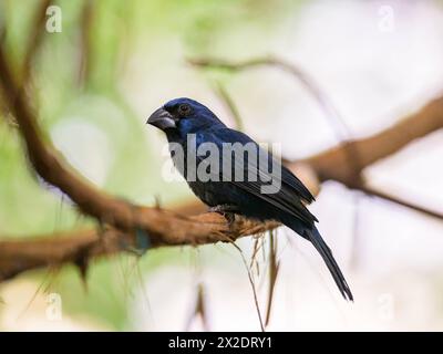 Un Ultramarine Grosbeak seduto su una filiale in uno zoo Austria Foto Stock