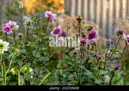 Primo piano di un blu bayou dahlia in fiore Foto Stock