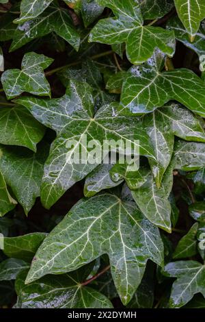 Edera comune in giardino dopo la pioggia Foto Stock