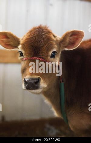 Ritratto di una mucca bruna del Wisconsin Foto Stock