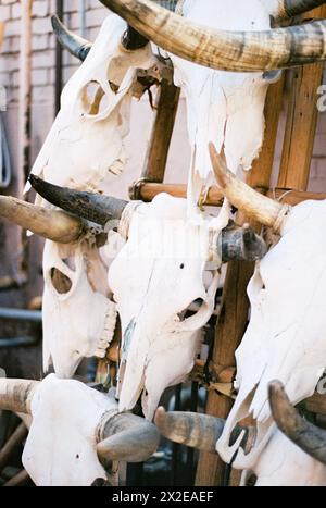 Bull Skulls nel New Mexico Foto Stock