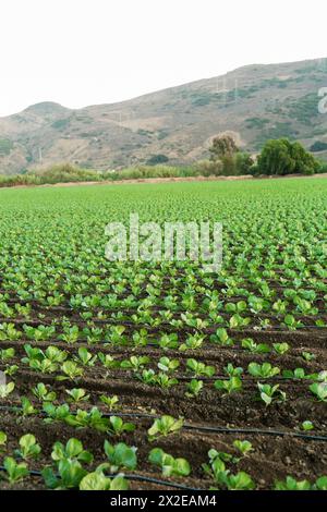 Filari di ritaglio verdeggianti sotto uno sfondo montuoso Foto Stock