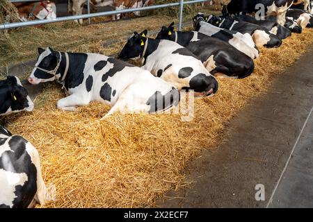 Mucche bianche e nere distese sulla paglia in un paddock di un caseificio locale. Foto Stock