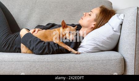 Piccolo cane Toy Terrier disteso accanto al proprietario che dorme sul divano di casa. Animali domestici e proprietari, insieme, vita reale. Adozione di animali domestici. Foto Stock