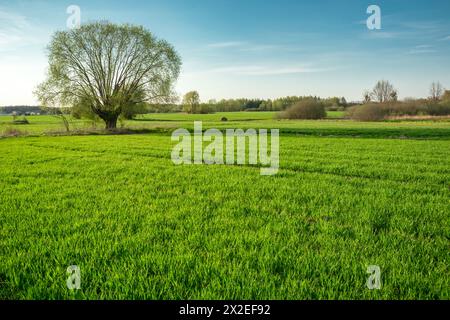 Willow e green Field, giorno di primavera Foto Stock