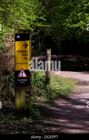 Pista ciclabile Colliers. Cannop Ponds Spring, Forest of Dean, Gloucestershire. Foto Stock