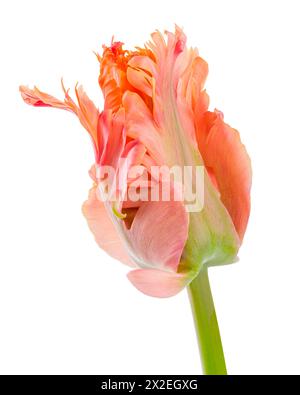 Pappagallo fantastico. Testa di fiore chiusa di pappagallo-tulipano isolata su sfondo bianco. Tulipano speciale. Foto Stock