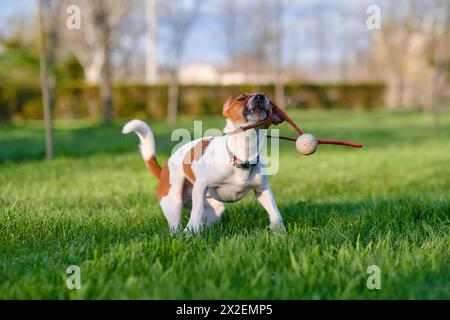 Primo piano ritratto di un cane carino e felice Jack russell terrier gioca con una palla su una corda, camminando all'aperto nel parco su prato verde. Concetto di raisi Foto Stock