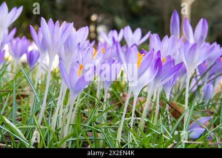 Botanica, croci primaverili (Crocus Vernis), ATTENZIONE! PER L'USO DI GREETINGCARD/CARTOLINA NEI PAESI DI LINGUA TEDESCA POTREBBERO ESSERE APPLICATE ALCUNE RESTRIZIONI Foto Stock