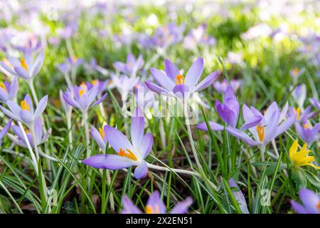 Botanica, croci primaverili (Crocus Vernis), ATTENZIONE! PER L'USO DI GREETINGCARD/CARTOLINA NEI PAESI DI LINGUA TEDESCA POTREBBERO ESSERE APPLICATE ALCUNE RESTRIZIONI Foto Stock