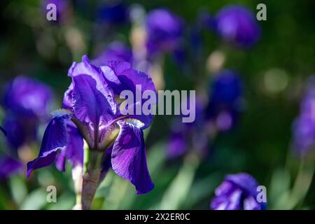 Botanica, Iris tedesco (Iris germanica), ATTENZIONE! PER L'USO DI GREETINGCARD/CARTOLINA NEI PAESI DI LINGUA TEDESCA POTREBBERO ESSERE APPLICATE ALCUNE RESTRIZIONI Foto Stock