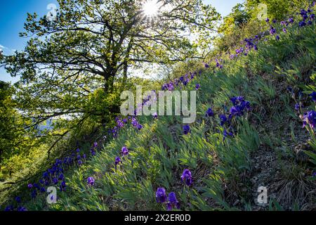 Botanica, Iris tedesco (Iris germanica), ATTENZIONE! PER L'USO DI GREETINGCARD/CARTOLINA NEI PAESI DI LINGUA TEDESCA POTREBBERO ESSERE APPLICATE ALCUNE RESTRIZIONI Foto Stock