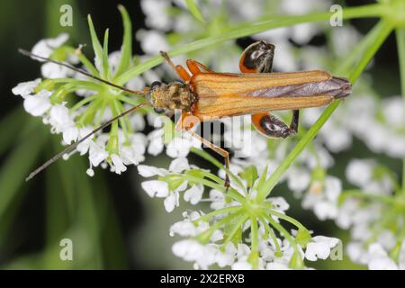 Falsi coleotteri vescicali, coleotteri che nutrono il polline (Oedemera podagrariae), seduti su un umbellifero. Foto Stock