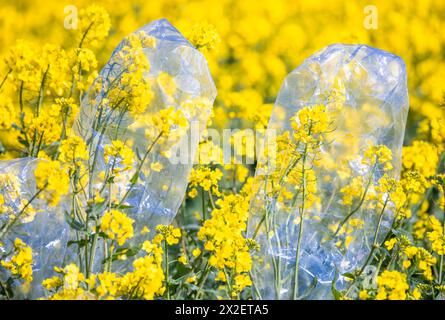 22 aprile 2024, Meclemburgo-Pomerania occidentale, Malchow (Insel Poel): I sacchetti di alluminio sono utilizzati per proteggere le piante da riproduzione in un campo appartenente alla Norddeutsche Pflanzenzucht (NPZ) Lembke KG sul Mar Baltico isola di Poel dall'impollinazione incrociata. Le pellicole hanno lo scopo di limitare l'impollinazione incrociata indesiderata delle varietà di colza nei campi vicini. L'azienda con sede a Malchow è uno dei più importanti allevatori di colza in Germania e, secondo le proprie informazioni, vende oltre 150 varietà in più di 30 paesi. Foto: Jens Büttner/dpa Foto Stock