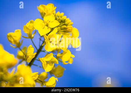 22 aprile 2024, Meclemburgo-Pomerania occidentale, Malchow (Insel Poel): Una pianta di colza in fiore si trova in un campo appartenente alla Norddeutsche Pflanzenzucht (NPZ) Lembke KG sull'isola di Poel nel Mar Baltico. Le pellicole hanno lo scopo di limitare la selezione incrociata indesiderata di varietà di colza nei campi vicini. L'azienda con sede a Malchow è uno dei più importanti allevatori di colza in Germania e, secondo le proprie informazioni, vende oltre 150 varietà in più di 30 paesi. Foto: Jens Büttner/dpa Foto Stock