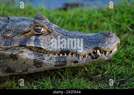 Zoologia, rettile (Reptilia), caimano bruno (Caiman yacare o Caiman crocodilus yacara), DIRITTI AGGIUNTIVI-CLEARANCE-INFO-NOT-AVAILABLE Foto Stock