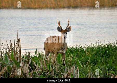 Zoologia, mammiferi (mammalia), pampas cervi o pampas cervi (Ozotoceros bezoarticus), animali maschi, DIRITTI AGGIUNTIVI-CLEARANCE-INFO-NOT-AVAILABLE Foto Stock