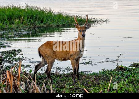 Zoologia, mammiferi (mammalia), pampas cervi o pampas cervi (Ozotoceros bezoarticus), animali maschi, DIRITTI AGGIUNTIVI-CLEARANCE-INFO-NOT-AVAILABLE Foto Stock