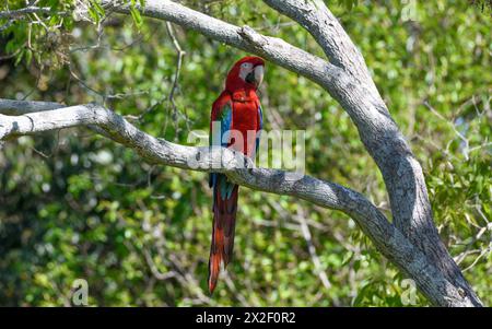 Zoologia, uccelli (Aves), Macaw con ali verdi o Macao rosso scuro (Macaw chloroptera), Cambyretá, ADDITIONAL-RIGHTS-CLEARANCE-INFO-NOT-AVAILABLE Foto Stock