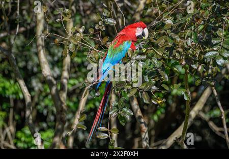 Zoologia, uccelli (Aves), Macaw con ali verdi o Macao rosso scuro (Macaw chloroptera), Cambyretá, ADDITIONAL-RIGHTS-CLEARANCE-INFO-NOT-AVAILABLE Foto Stock