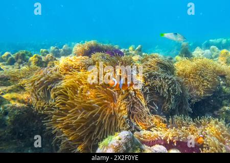 I pesci pagliaccio Amphiprion ocellaris nuotano nei polipi anemoni velenosi pericolosi nel quartiere simbiotico, riproducendo uova in frantumi caldi Foto Stock