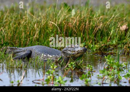 Zoologia, rettile (Reptilia), caimano bruno (Caiman yacare o Caiman crocodilus yacara), DIRITTI AGGIUNTIVI-CLEARANCE-INFO-NOT-AVAILABLE Foto Stock