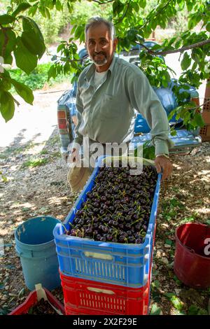 Ciliegia che raccoglie ciliegie mature su un albero in un frutteto. Fotografato a Cipro a giugno Foto Stock