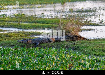 Zoologia, rettile (Reptilia), caimano bruno (Caiman yacare o Caiman crocodilus yacara), con Cambyretá, ADDITIONAL-RIGHTS-CLEARANCE-INFO-NOT-AVAILABLE Foto Stock
