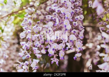 Splendidi fiori di Wisteria in un giardino primaverile in una giornata di sole. Messa a fuoco selettiva. Foto Stock