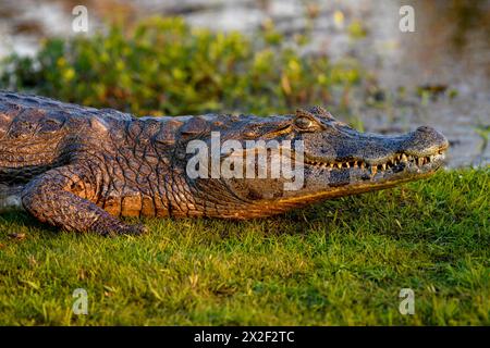 Zoologia, rettile (Reptilia), caimano bruno (Caiman yacare o Caiman crocodilus yacara), con Cambyretá, ADDITIONAL-RIGHTS-CLEARANCE-INFO-NOT-AVAILABLE Foto Stock