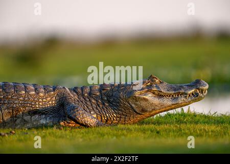 Zoologia, rettile (Reptilia), caimano bruno (Caiman yacare o Caiman crocodilus yacara), con Cambyretá, ADDITIONAL-RIGHTS-CLEARANCE-INFO-NOT-AVAILABLE Foto Stock