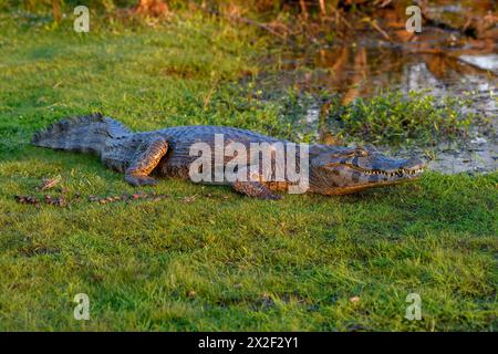 Zoologia, rettile (Reptilia), caimano bruno (Caiman yacare o Caiman crocodilus yacara), con Cambyretá, ADDITIONAL-RIGHTS-CLEARANCE-INFO-NOT-AVAILABLE Foto Stock