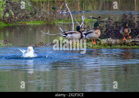 Il gabbiano nuota nell'acqua vicino al Mallard (Anas platyrhynchos) nuotando in acqua. Fotografato presso lo stagno ecologico artificiale e la riserva ornitologica Foto Stock