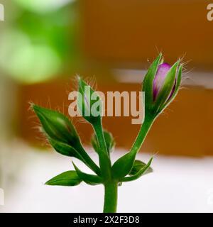 Primo piano di fiori e gemme di geranio rosa e bianco Foto Stock