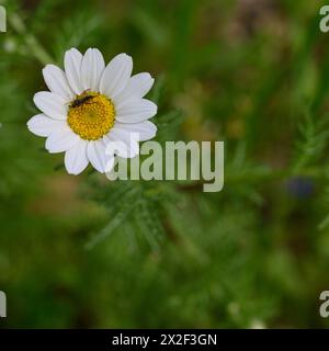 Insetti su un fiore di Anthemis chia bianco e giallo Anthemis è un genere di piante aromatiche da fiore della famiglia delle Asteraceae, strettamente imparentato con Chama Foto Stock