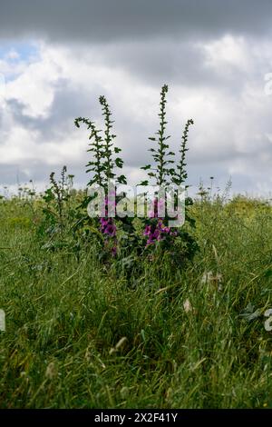 Fiori rosa e gemme della Bristly Hollyhock (Alcea setosa) خطميه fotografati nella bassa Galilea, Israele, a marzo Foto Stock