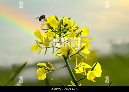 Primo piano di un'ape che visita un fiore giallo di charlock Rhamphospermum arvense, (syns. Brassica arvensis e Sinapis arvensis) la senape charlock, Foto Stock