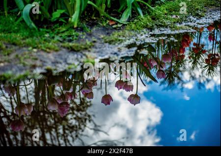 Lisse, Paesi Bassi. 21 aprile 2024. I tulipani si riflettono nell'acqua. Keukenhof è anche conosciuto come il Giardino d'Europa, uno dei più grandi giardini di fiori del mondo, ed è situato a Lisse. Nei Paesi Bassi. Durante le quasi otto settimane è aperto, oltre 1,4 milioni di persone provenienti da tutto il mondo visiteranno la mostra. Oltre ai milioni di tulipani, narcisi e giacinti nel parco, gli spettacoli di fiori all'interno dei padiglioni sono diventati più grandi e più belli. (Foto di Ana Fernandez/SOPA Images/Sipa USA) credito: SIPA USA/Alamy Live News Foto Stock