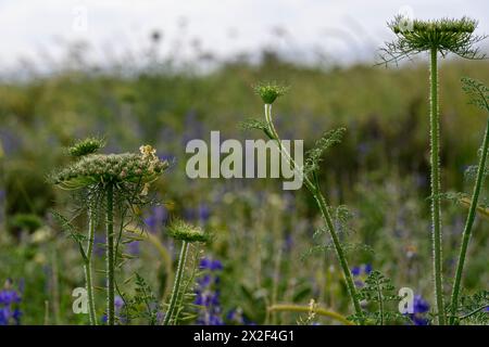 Daucus carota (i nomi comuni includono carote selvatiche, nido di uccello, pizzo vescovile e pizzo della regina Anna). Fotografato nella bassa Galilea, Israele in Marc Foto Stock