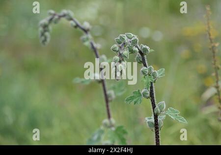 Gemme fiorite della Bristly Hollyhock (Alcea setosa) خطميه fotografate nella bassa Galilea, Israele, a marzo Foto Stock