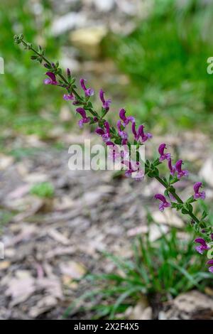 Salvia horminum Sage, Large Sage, Annual clary, Barbablù ميرميه العلم fotografato nella bassa Galilea, Israele a marzo Foto Stock