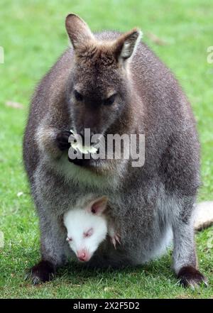 Marlow, Germania. 22 aprile 2024. La bambina di canguro Abigail, un albino, può essere vista nella borsa di sua madre nel recinto di canguro Bennett al Marlow Bird Park. I canguri albini sono una rarità, che si verificano in una sola nascita su 10.000 in natura. L'ultimo canguro albino nel parco ornitologico è nato nel 2011. Crediti: Bernd Wüstneck/dpa/Alamy Live News Foto Stock