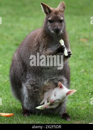 Marlow, Germania. 22 aprile 2024. La bambina di canguro Abigail, un albino, può essere vista nella borsa di sua madre nel recinto di canguro Bennett al Marlow Bird Park. I canguri albini sono una rarità, che si verificano in una sola nascita su 10.000 in natura. L'ultimo canguro albino nel parco ornitologico è nato nel 2011. Crediti: Bernd Wüstneck/dpa/Alamy Live News Foto Stock