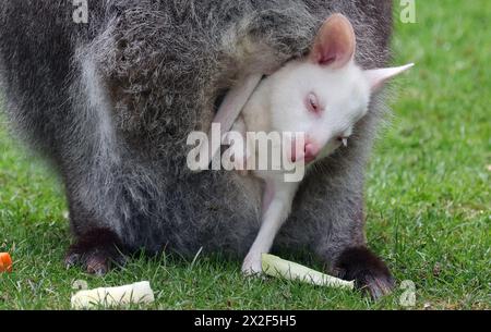 Marlow, Germania. 22 aprile 2024. La bambina di canguro Abigail, un albino, può essere vista nella borsa di sua madre nel recinto di canguro Bennett al Marlow Bird Park. I canguri albini sono una rarità, che si verificano in una sola nascita su 10.000 in natura. L'ultimo canguro albino nel parco ornitologico è nato nel 2011. Crediti: Bernd Wüstneck/dpa/Alamy Live News Foto Stock