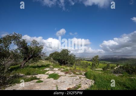 Colline pedemontane della Giudea, paesaggio di Israele Foto Stock